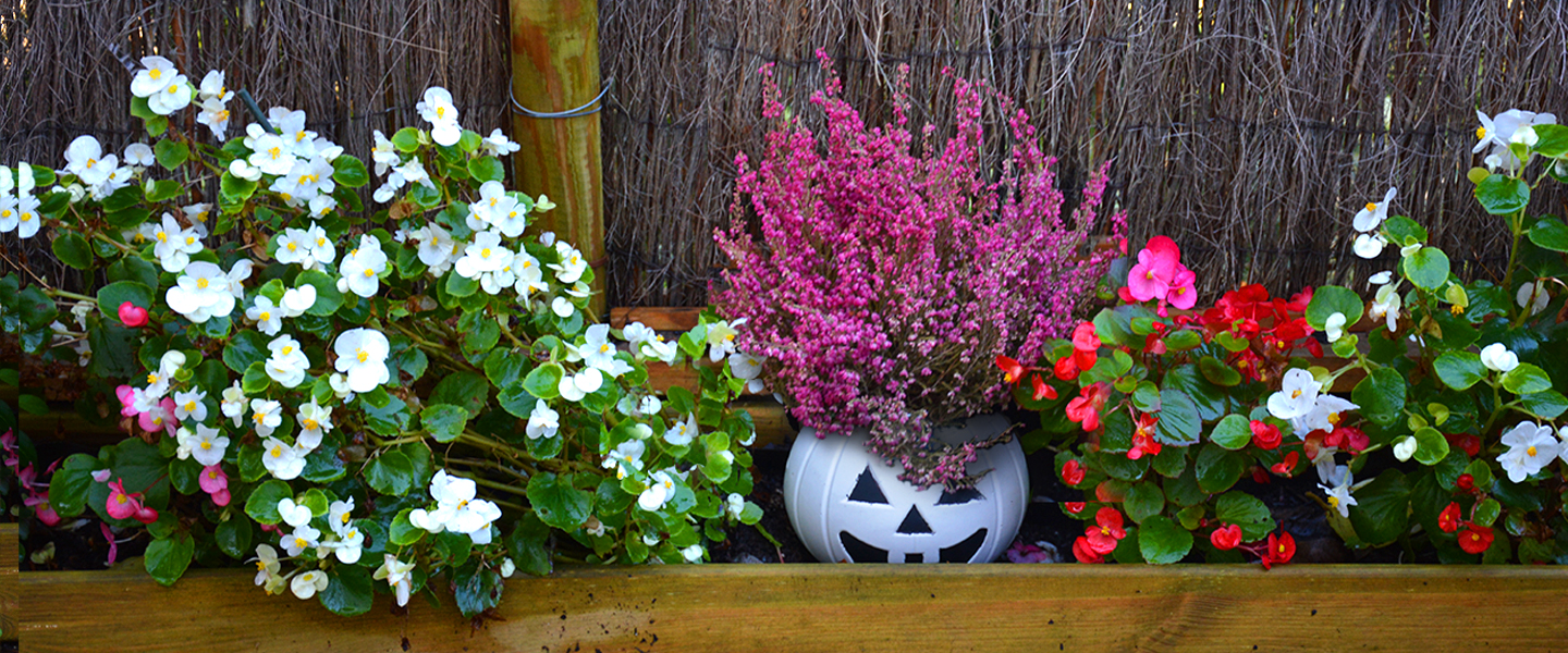 Fabrica una maceta para Halloween